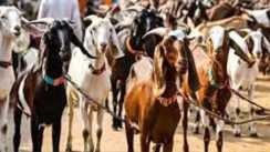 Morocco Ban on sacrifice 