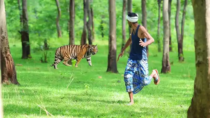 Tiger attack - मवेशियों को नदी किनारे पानी पिलाने ले गए चरवा