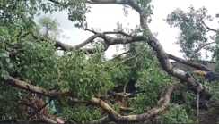 Bihar news - तेज आंधी तूफान में गिरा पीपल का पेड़, चपेट में आकर महिला की मौत, दो बेटी और बेटा घायल