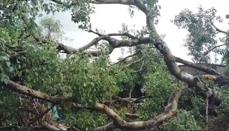Bihar news - तेज आंधी तूफान में गिरा पीपल का पेड़, चपेट में 