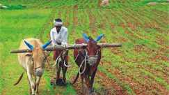 खेती की लागत घटेगी, मुनाफा बढ़ेगा! उन्नत बीजों पर 75% छूट पाने के लिए ऐसे करें अप्लाई