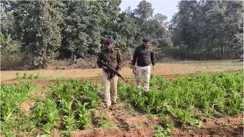 Bihar Crime : गया में नशे के खिलाफ 'सर्जिकल स्ट्राइक', अफीम की खेती पर प्रशासन ने चलाया ट्रैक्टर, करोड़ों की फसल किया नष्ट 
