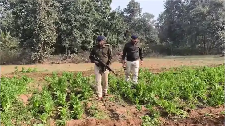 Bihar Crime : गया में नशे के खिलाफ 'सर्जिकल स्ट्राइक', अफीम 