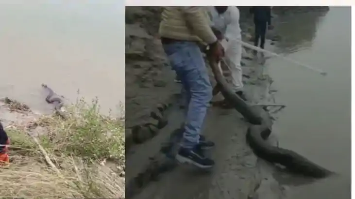 16 Foot Python Spotted at Gandak Ghat