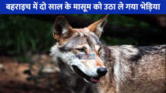 Wolves in Bahraich: साल भर बाद एक बार फिर बहराइच में लंगड़े भेड़िए का खौफ, मासूमों को बना रहा निशाना!