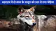 Wolves in Bahraich: साल भर बाद एक बार फिर बहराइच में लंगड़े भेड़िए का खौफ, मासूमों को बना रहा निशाना!