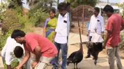 Telangana Mahabubabad Pet chicken Death