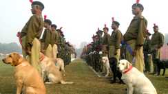 Bihar News : बिहार पुलिस के डॉग स्कॉयड में स्वीकृत पद के आधी रह गयी स्वानों की संख्या, पचास नए की होगी खरीद 