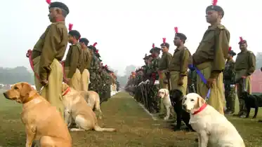 Bihar News : बिहार पुलिस के डॉग स्कॉयड में स्वीकृत पद के आधी रह गयी स्वानों की संख्या, पचास नए की होगी खरीद 