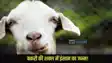 Bihar goat wonderful baby