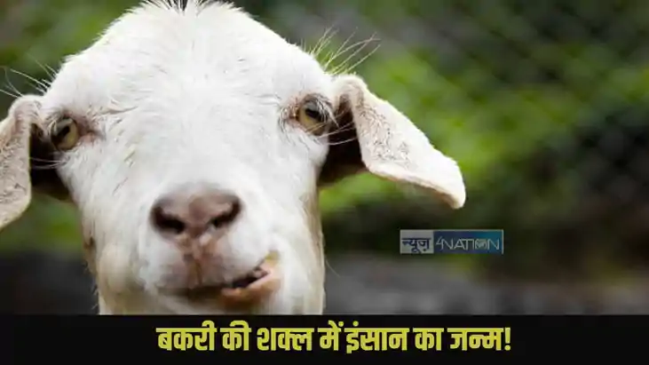 Bihar goat wonderful baby