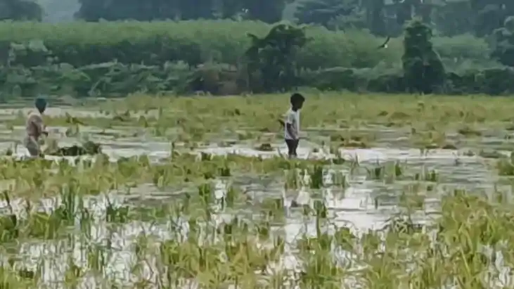 कटिहार में गंगा-कोसी के उफान से बाढ़ का कहर, कई गांवों में घ