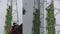 woman climbed a mobile tower in Naubatpur