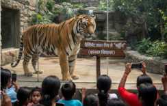 रॉयल' बाघों को मिली 'उम्रकैद': 11 साल में 11 बाघ जंगल से बेदखल, अब ऐसे कट रही जिंदगी