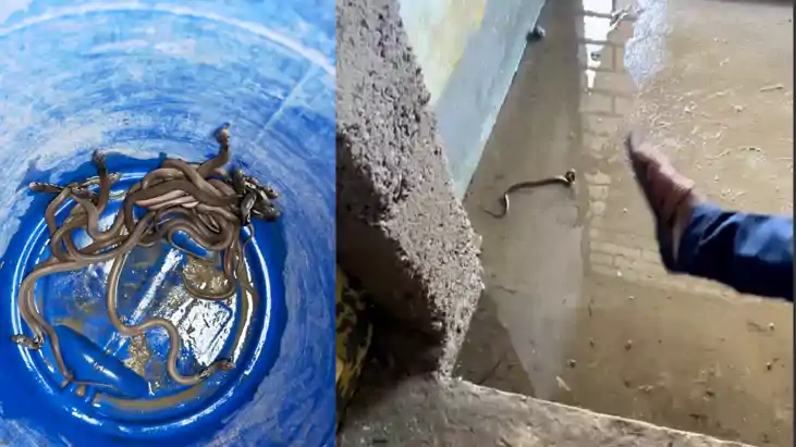 Bihar Flood News : शेखपुरा में स्कूल बना साँपों का ठिकाना, ए Bihar Flood News : शेखपुरा में स्कूल बना साँपों का ठिकाना, ए