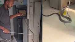 Snake in atm एसबीआई के एटीएम में घुसा पांच फीट का कोबरा, पैसे निकालने आए लोगों में मचा हड़कंप