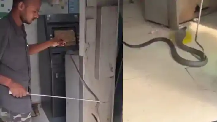 Snake in atm एसबीआई के एटीएम में घुसा पांच फीट का कोबरा, पैस Snake in atm एसबीआई के एटीएम में घुसा पांच फीट का कोबरा, पैस