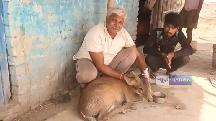 Bihar News : मुजफ्फरपुर के गांव में भटक कर आया हिरण, लोगों क