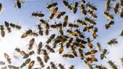 Patna Bee Attack