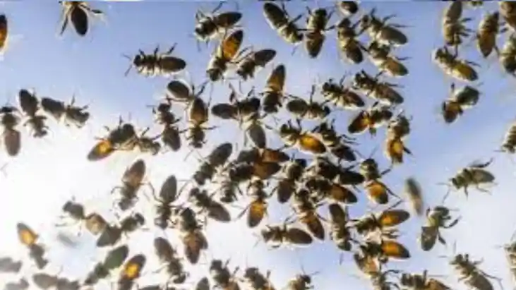 Patna Bee Attack