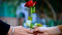 Valentine Day Special : जो अल्फ़ाज़ न कह पाए, वो गुलाब कह देता है...रोज डे के साथ हुई 'वैलेंटाइन वीक' की शुरुआत