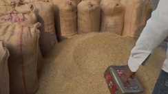 सासाराम में धान अधिप्राप्ति का हाल बेहाल