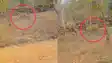 Tiger on road - रोहतास में सड़क के कुछ मीटर घूमता दिखा बाघ, गांव के लोगों में मचा हड़कंप, वीडियो  वायरल