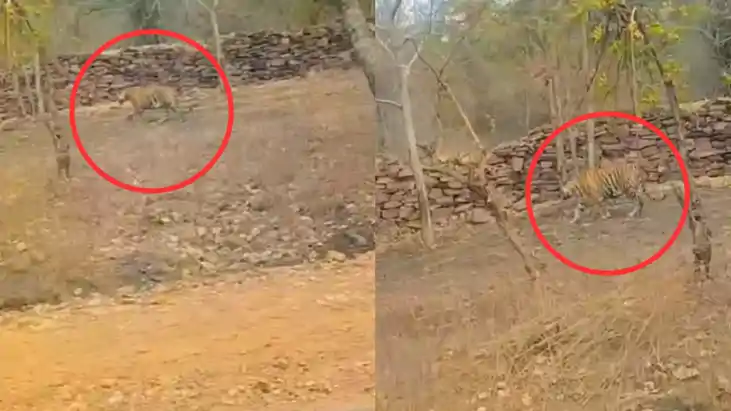 Tiger on road - रोहतास में सड़क के कुछ मीटर घूमता दिखा बाघ, Tiger on road - रोहतास में सड़क के कुछ मीटर घूमता दिखा बाघ,