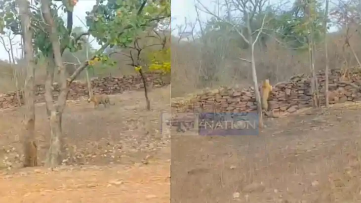 Terror of tiger Terror of tiger