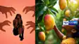  raped after being lured with mango