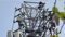 UP Woman Climbs Mobile Tower After Lover Refuses to Meet