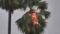 Lightning Strikes Palm Tree Sparks Fire Amid Storm in Nawada