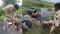Siwan Illegal Liquor Raids