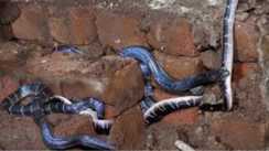 Terror of snakes 