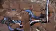Terror of snakes 
