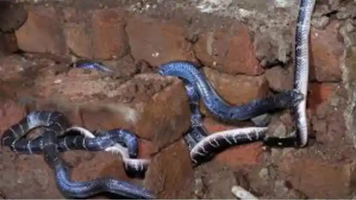 Terror of snakes 