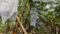 Banana Farming Scientific Method Can Earn Farmers 3 5 Lakh Profit per Acre