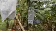 Banana Farming Scientific Method Can Earn Farmers 3 5 Lakh Profit per Acre