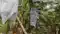 Banana Farming Scientific Method Can Earn Farmers 3 5 Lakh Profit per Acre