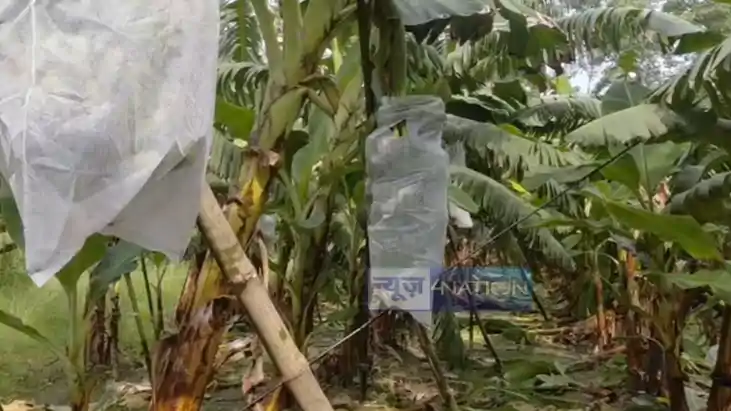 Banana Farming Scientific Method Can Earn Farmers 3 5 Lakh P