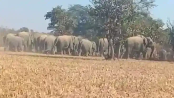 हाथियों का 'डेथ वारंट': 7 दिन, 17 मौतें; अब ओडिशा की स्पेशल 