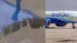 Flight Delay: जब मधुमक्खियों ने रोकी उड़ान!  फ्लाइट पर मधुमक्खियों का ‘कब्जा’,रवाना होने में लगी एक घंटा देर