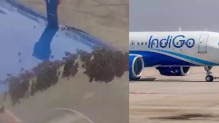 Flight Delay: जब मधुमक्खियों ने रोकी उड़ान! फ्लाइट पर मधुमक Flight Delay: जब मधुमक्खियों ने रोकी उड़ान! फ्लाइट पर मधुमक