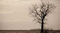 Bihar Drought Crisis Rainfall Deficit 