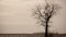 Bihar Drought Crisis Rainfall Deficit 