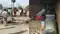 Elephant rampage in Nawada 