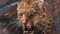Leopard Attack in West Champaran Injures Three Panic Grips Villages