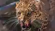 Leopard Attack in West Champaran Injures Three Panic Grips Villages