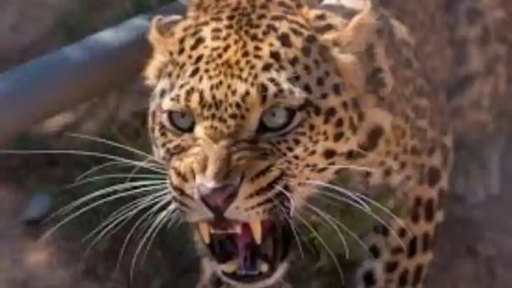 Leopard Attack in West Champaran Injures Three Panic Grips V