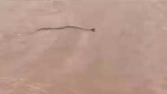 Patna Floods 81 Snakebite Cases in 50 Days 9 People Dead